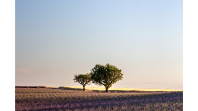 Tree II