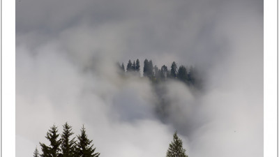 Tree III