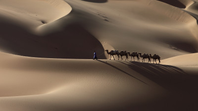 사막과 낙타