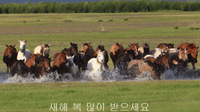 새해 복 많이 받으세요..