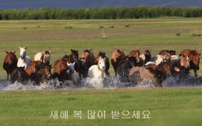 새해 복 많이 받으세요..