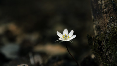 변산바람꽃