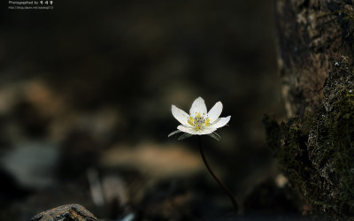 변산바람꽃