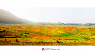 Field of Italy