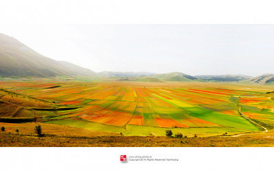 Field of Italy