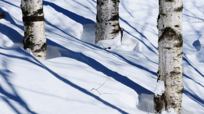 눈밭의 자작나무