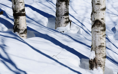 눈밭의 자작나무