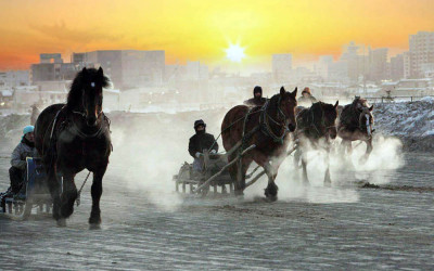 비에이 말들의 경주연습 (월드포투어 2013년사진출사)