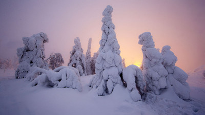 빛.나무.겨울.핀란드에서...