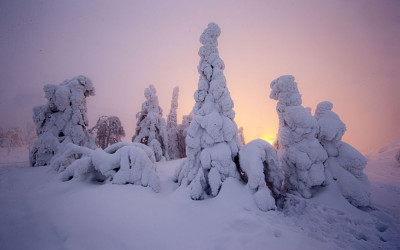 빛.나무.겨울.핀란드에서...