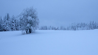 눈.겨울.나무.핀란드....