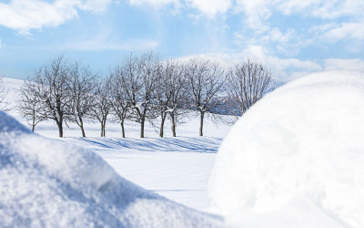 겨울나무와  눈(월드포투어 사진출사)