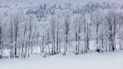 스웨스 상고대와 눈꽃(월드포투어 사진출사에서)