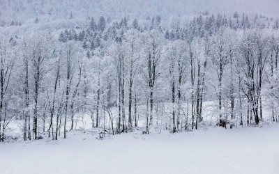스웨스 상고대와 눈꽃(월드포투어 사진출사에서)