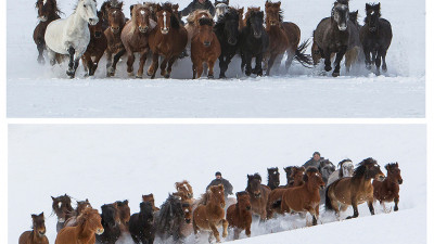 시베리아 말의질주 (월드포토투어 사진출사에서)