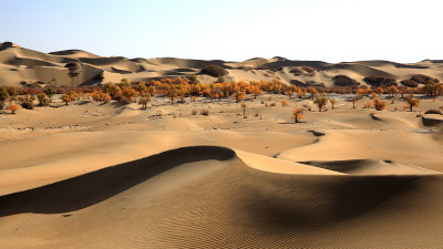 중국 타클라마칸 사막의 호양림