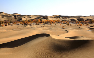 중국 타클라마칸 사막의 호양림