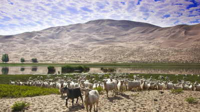 바단지린사막의 양떼