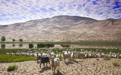 바단지린사막의 양떼