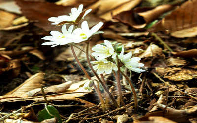 (야생화)백노루귀 꽃.