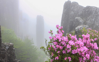 무등산 안개끼 입석대 철쭉 꽃.
