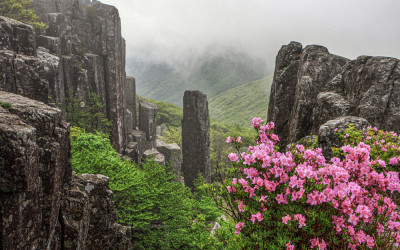 무등산 입석대 철쭉 꽃.