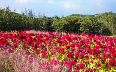 맨드라미.