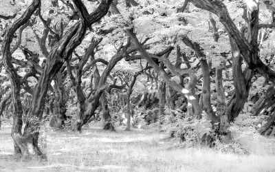 적외선.으로 촬영한 소사나무