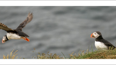 Puffins