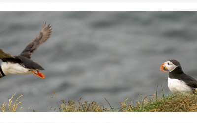 Puffins