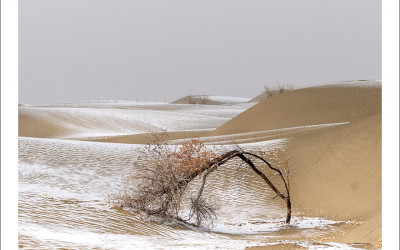 타크라마칸 사막 겨울편 #12