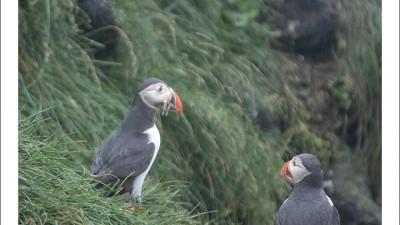 Puffins