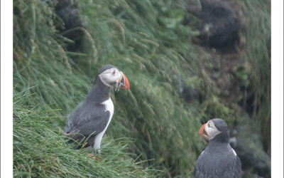 Puffins