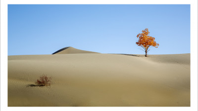 타클라마칸 사막 가을편#6