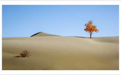 타클라마칸 사막 가을편#6
