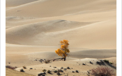 타클라마칸 사막 가을편#11