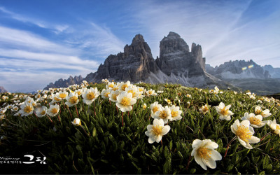 돌로미티의 야생화