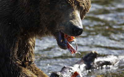 KATMAI NATIONAL PARK