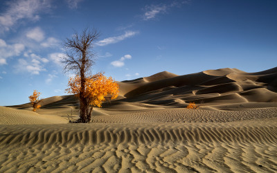 타클라마칸의 가을