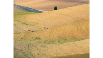 Toscana III