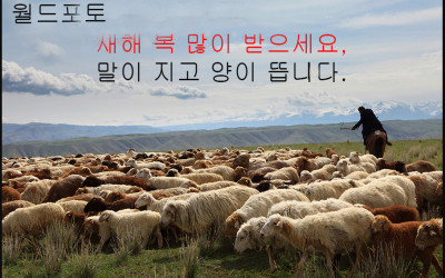말이 지고 양이 뜹니다..