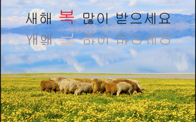 새해 복 많이 받으세요....