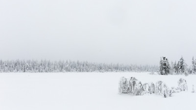 핀란드 겨울 숲