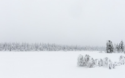 핀란드 겨울 숲