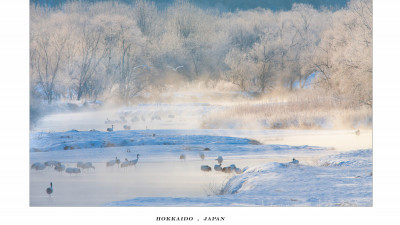 丹頂鶴 ( RED CROWNED CRANE)