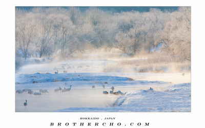 丹頂鶴 ( RED CROWNED CRANE)