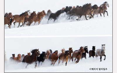 시베리아 말의질주 (월드포토투어 사진출사에서)