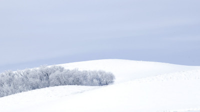 겨울 숲