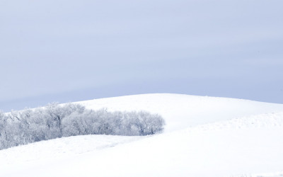 겨울 숲