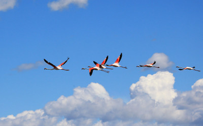 프랑스 생트마리 홍학 비행(월드포토투어 사진여행)
